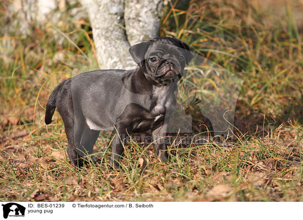 young pug / BES-01239