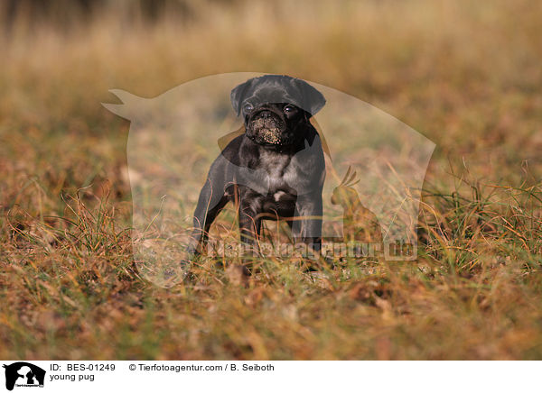 young pug / BES-01249