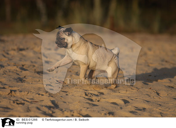 rennender Mops / running pug / BES-01266