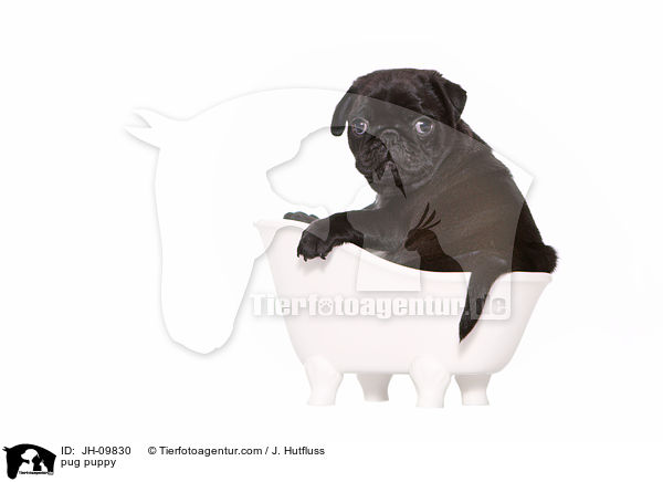 Mops Welpe / pug puppy / JH-09830