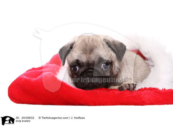 Mops Welpe / pug puppy / JH-09832