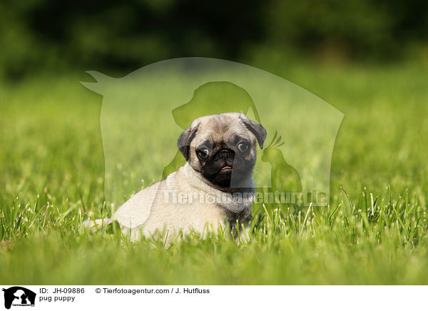 Mops Welpe / pug puppy / JH-09886