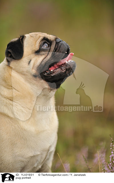 Mops Portrait / pug portrait / YJ-01931