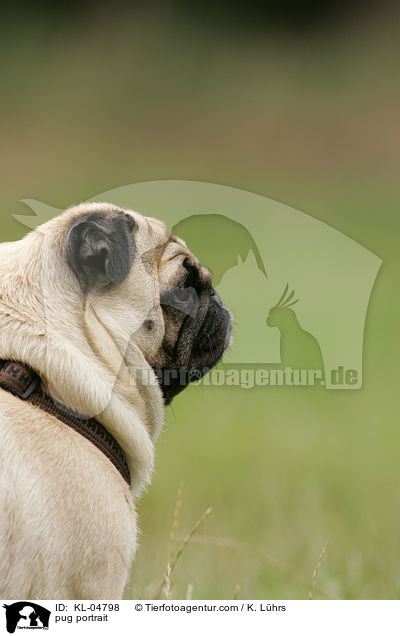 Mops Portrait / pug portrait / KL-04798