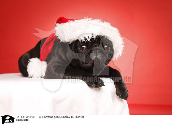 schwarzer Mops / black pug / RR-34349