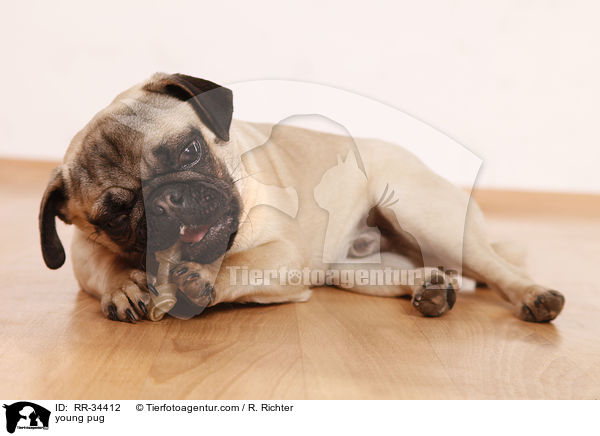 junger Mops / young pug / RR-34412