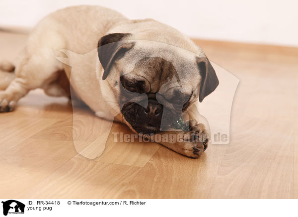 junger Mops / young pug / RR-34418