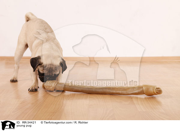 junger Mops / young pug / RR-34421
