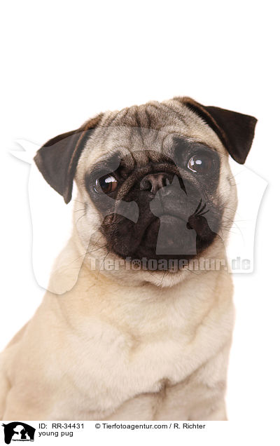 junger Mops / young pug / RR-34431