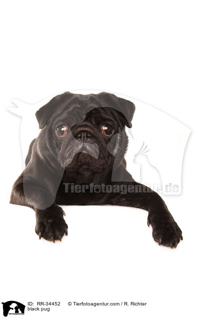 schwarzer Mops / black pug / RR-34452