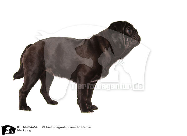 schwarzer Mops / black pug / RR-34454