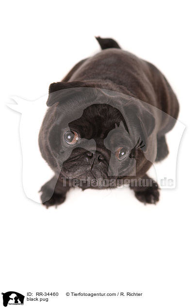 schwarzer Mops / black pug / RR-34460