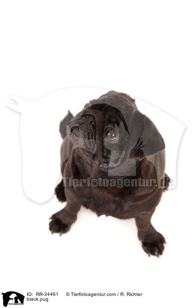 schwarzer Mops / black pug / RR-34461