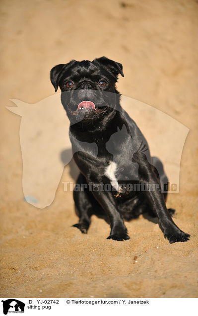 sitzender Mops / sitting pug / YJ-02742