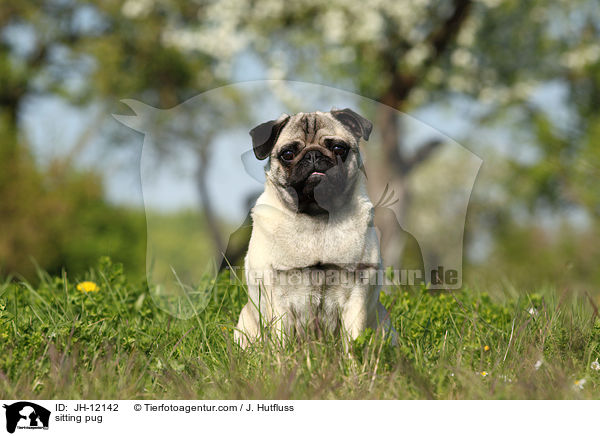 sitzender Mops / sitting pug / JH-12142