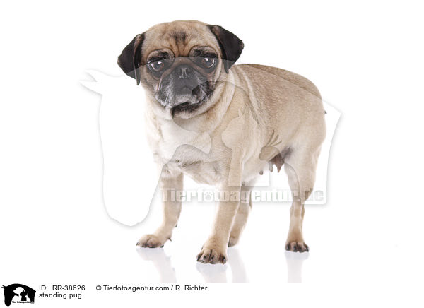 stehender Mops / standing pug / RR-38626