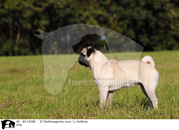 Mops / pug / JH-13298