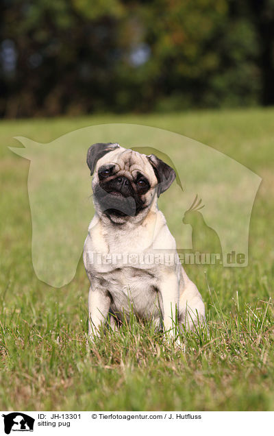 sitzender Mops / sitting pug / JH-13301