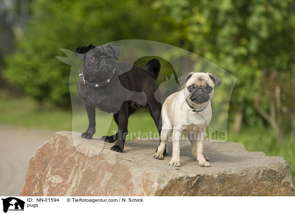 Mpse / pugs / NN-01594