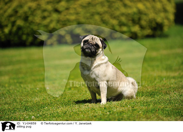 sitzender Mops / sitting pug / YJ-04859