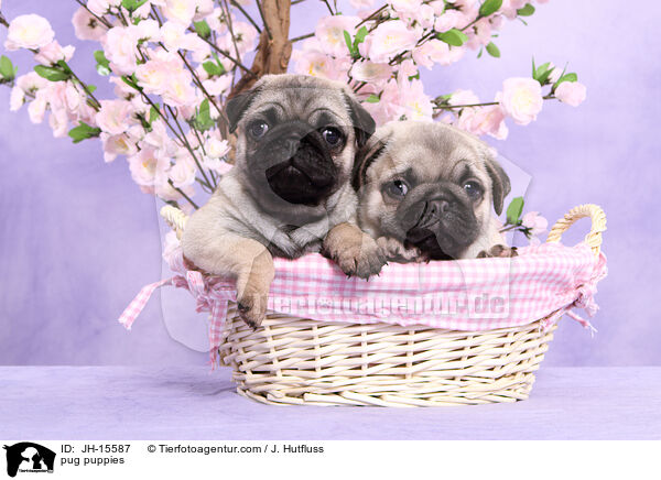 Mops Welpen / pug puppies / JH-15587