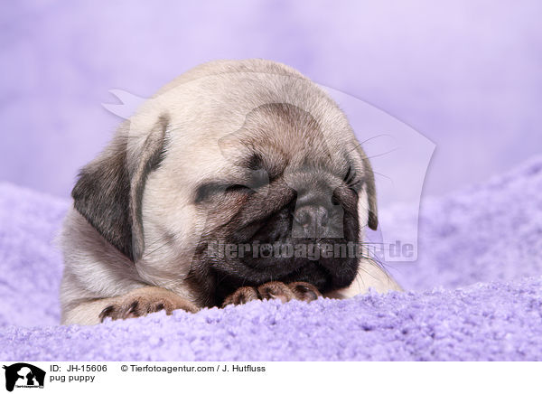 Mops Welpe / pug puppy / JH-15606