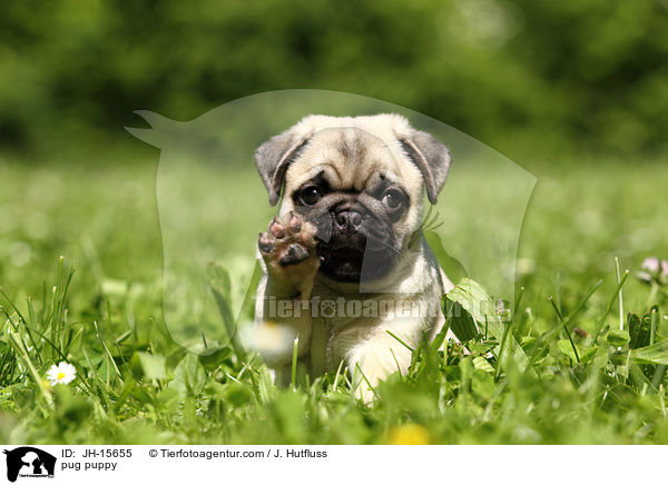 pug puppy / JH-15655