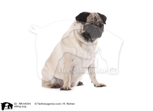 sitzender Mops / sitting pug / RR-44544