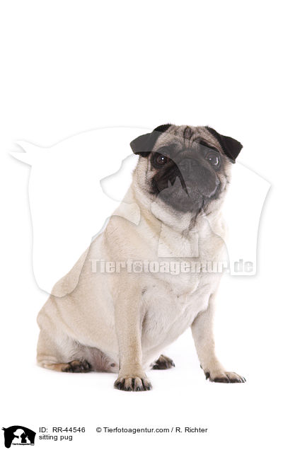 sitzender Mops / sitting pug / RR-44546