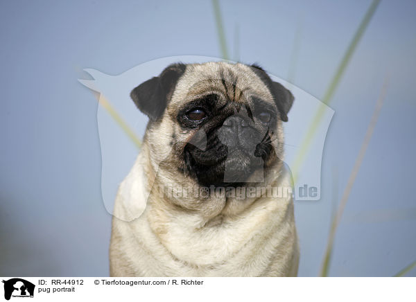 Mops Portrait / pug portrait / RR-44912