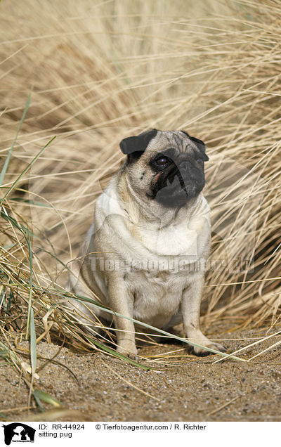 sitzender Mops / sitting pug / RR-44924