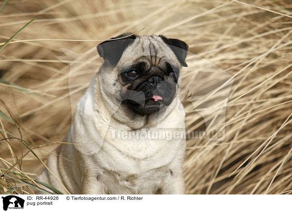 Mops Portrait / pug portrait / RR-44926