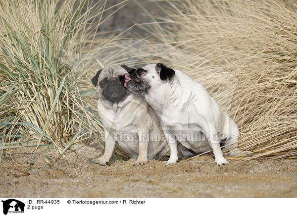 2 Mpse / 2 pugs / RR-44935