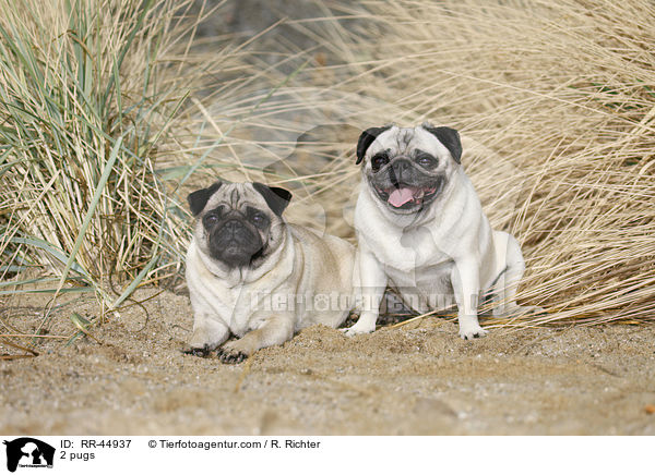 2 Mpse / 2 pugs / RR-44937