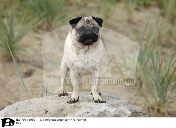 Mops / pug / RR-45055