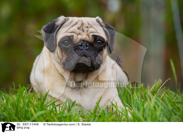 liegender Mops / lying pug / SST-11448