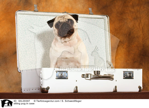 sitzender Mops im Koffer / sitting pug in case / SS-29397