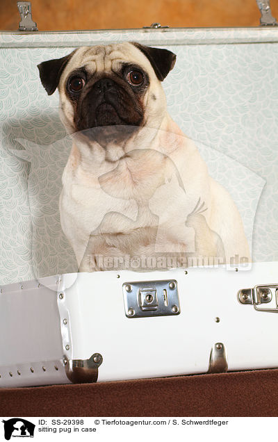 sitzender Mops im Koffer / sitting pug in case / SS-29398