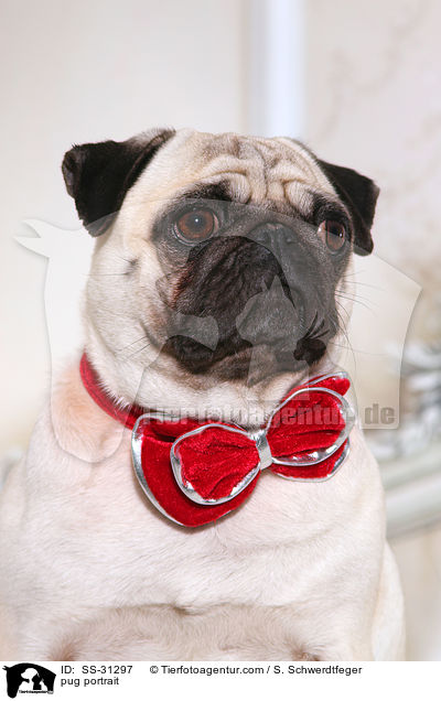 Mops Portrait / pug portrait / SS-31297