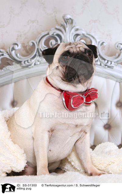 sitzender Mops / sitting pug / SS-31300