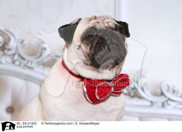 Mops Portrait / pug portrait / SS-31302