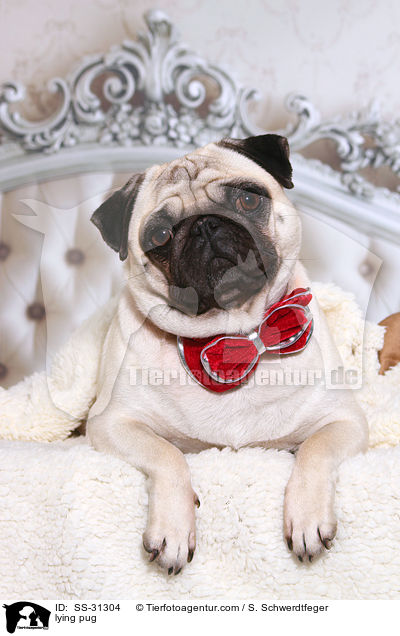 liegender Mops / lying pug / SS-31304