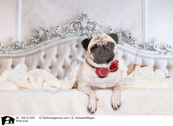 liegender Mops / lying pug / SS-31305