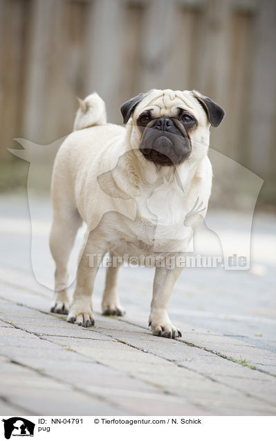 Mops / pug / NN-04791