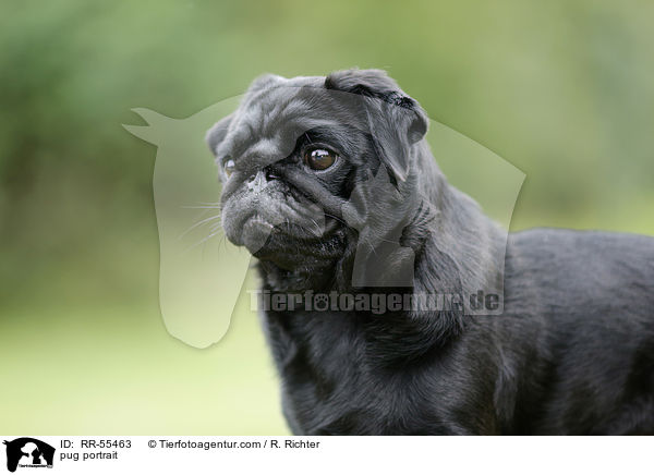 Mops Portrait / pug portrait / RR-55463