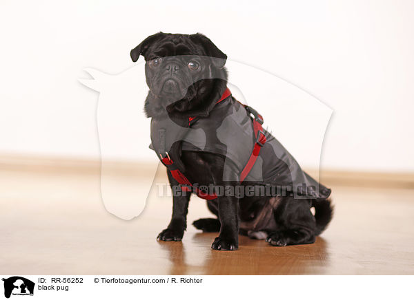 schwarzer Mops / black pug / RR-56252