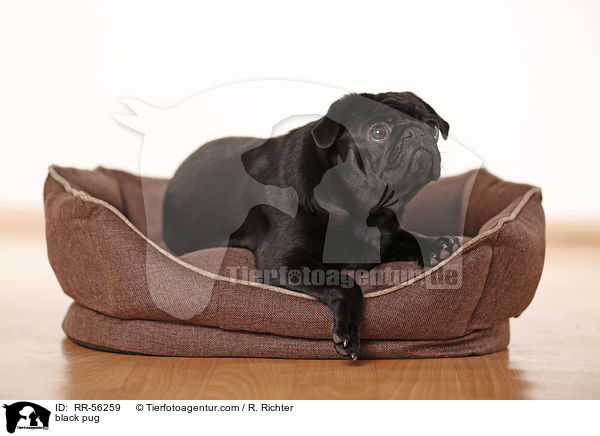 schwarzer Mops / black pug / RR-56259