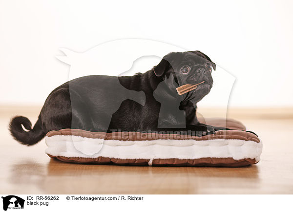 schwarzer Mops / black pug / RR-56262