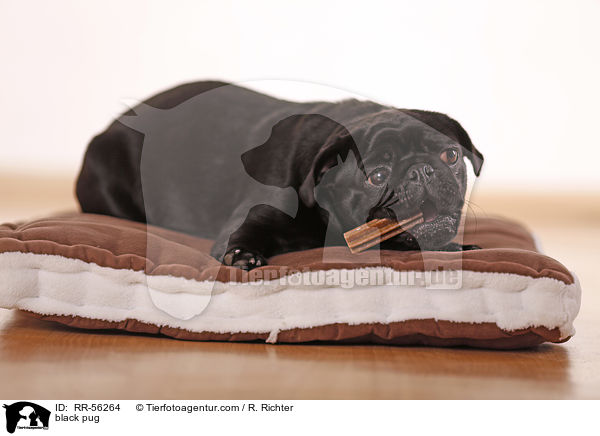 schwarzer Mops / black pug / RR-56264