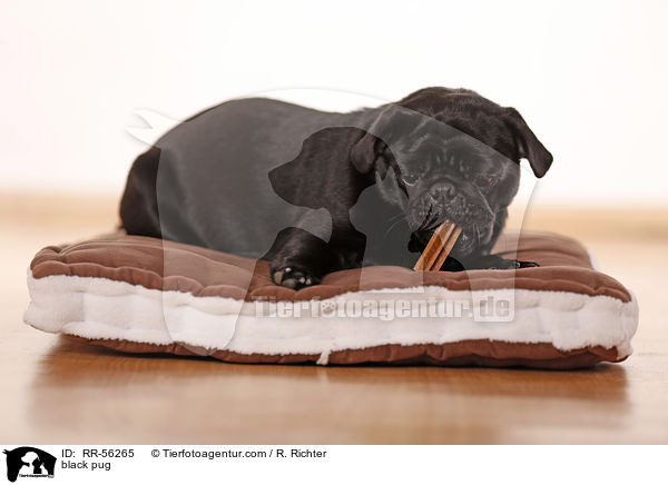 schwarzer Mops / black pug / RR-56265